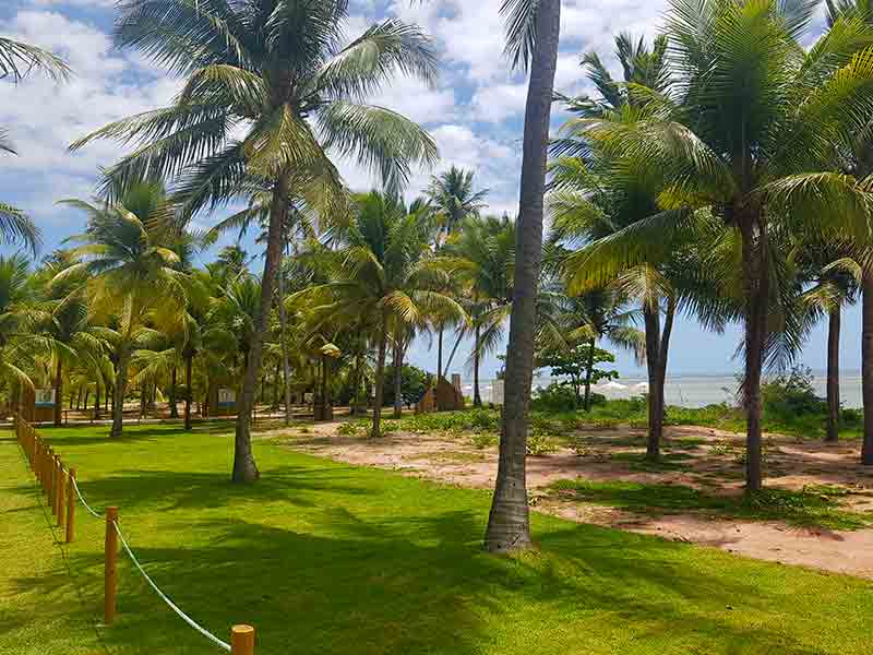 Coqueiros em área verde de acesso à praia