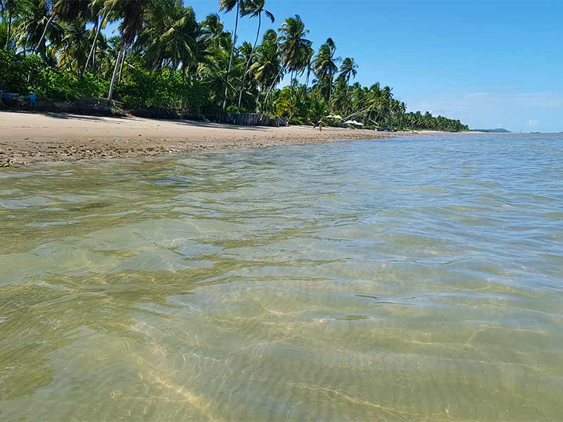 Mar clarinho e coqueiros da Praia do Patacho em Alagoas