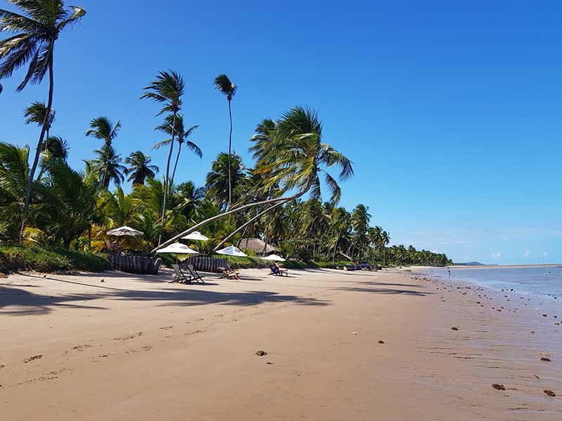 Guarda-sóis em frente a coqueiros na Praia do Patacho