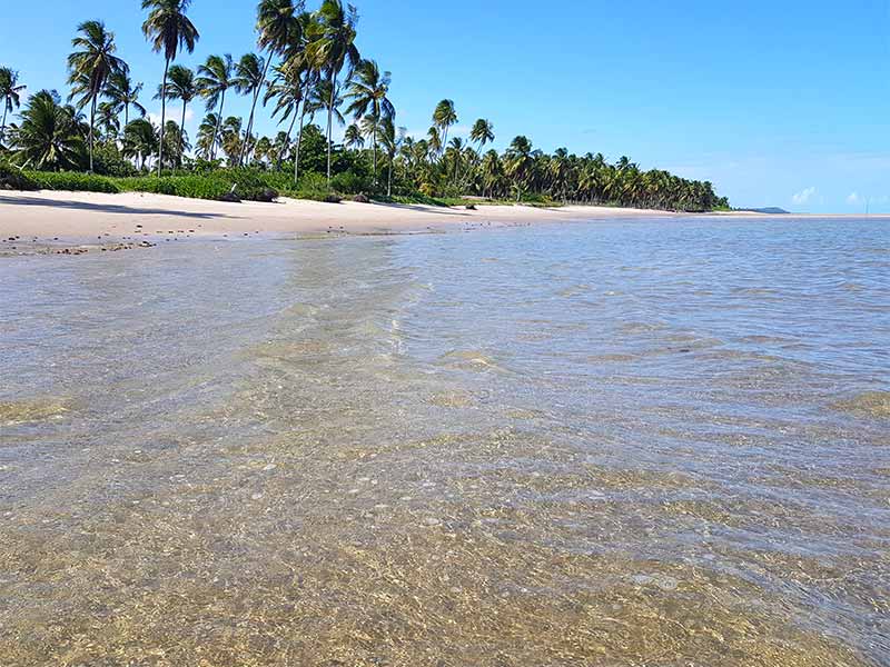 Águas cristalinas da Praia do Patacho com coqueirais ao fundo