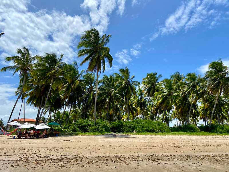 Coqueirais cercam a faixa de areia onde há alguns guarda-sóis