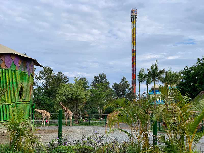 Girafas do Zoológico do Beto Carrero e Big Tower ao fundo