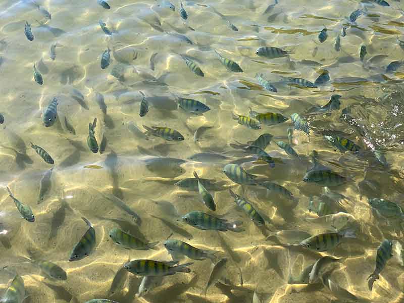Peixinhos no rasinho do mar da praia de Lagoinha