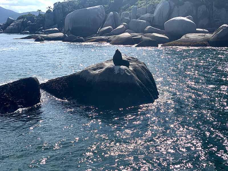 Leão marinho no meio do mar em Bombinhas, SC