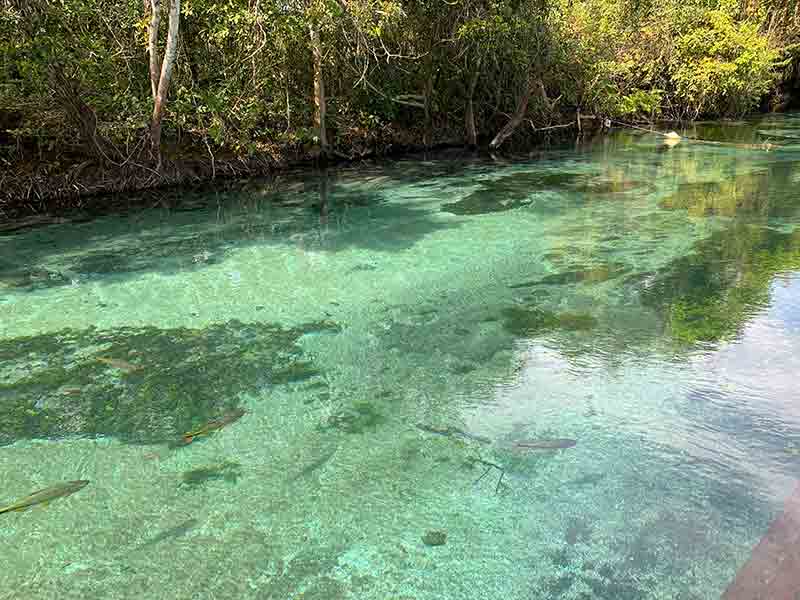 Águas cristalinas do Rio Sucuri, dica de flutuação em Bonito