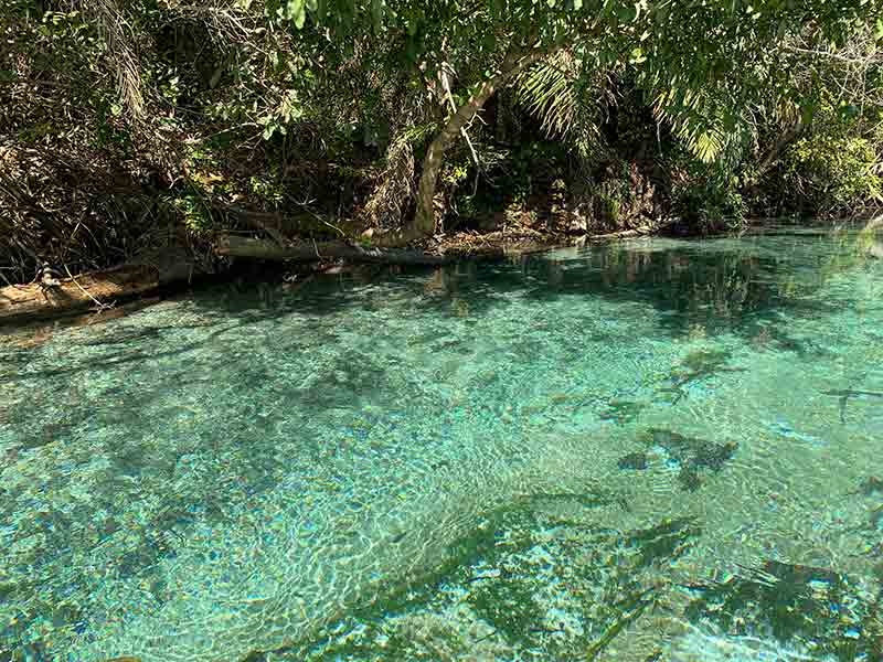Água azul e translúcida do Rio Sucuri, dica de flutuação em Bonito