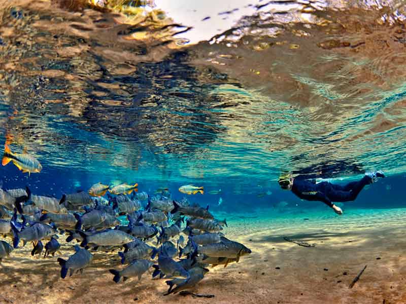 Pessoas vê peixes durante flutuação em Bonito no Rio da Prata