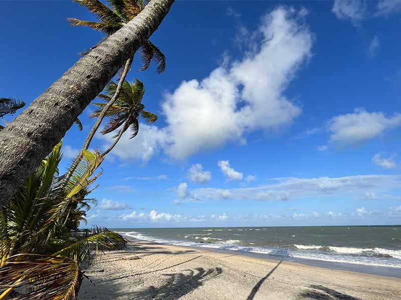 Coqueiro em frente ao mar na Praia de Tabatinga I, em Conde