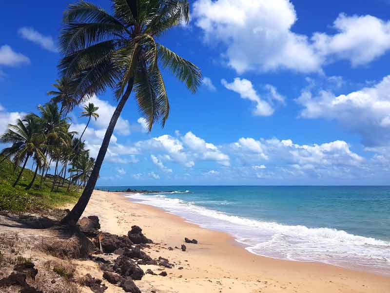 Areia e mar vazios com coqueiro em dia de céu azul em Coqueirinho, umas das melhores praias de João Pessoa