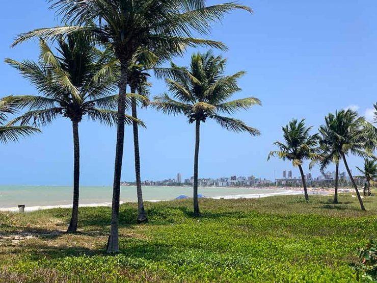 Coqueiros em gramado em Intermares, uma das praias de João Pessoa, em dia de céu azul (Foto: Esse Mundo é Nosso)