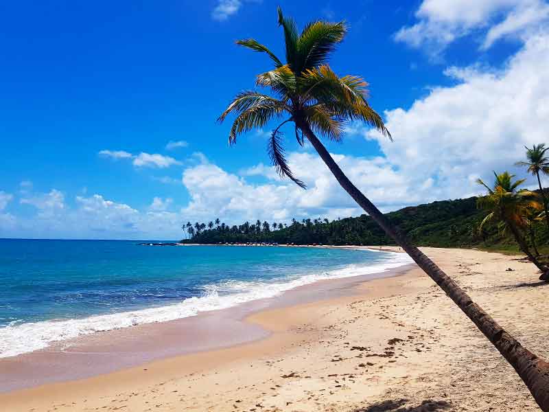 Coqueiro na Praia de Coqueirinho com mar vazio em dia de céu azul