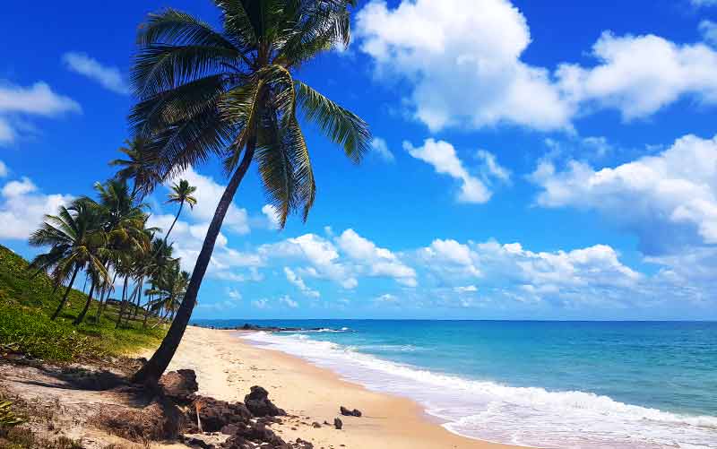 Areia e mar vazios com coqueiro em dia de céu azul com algumas nuvens