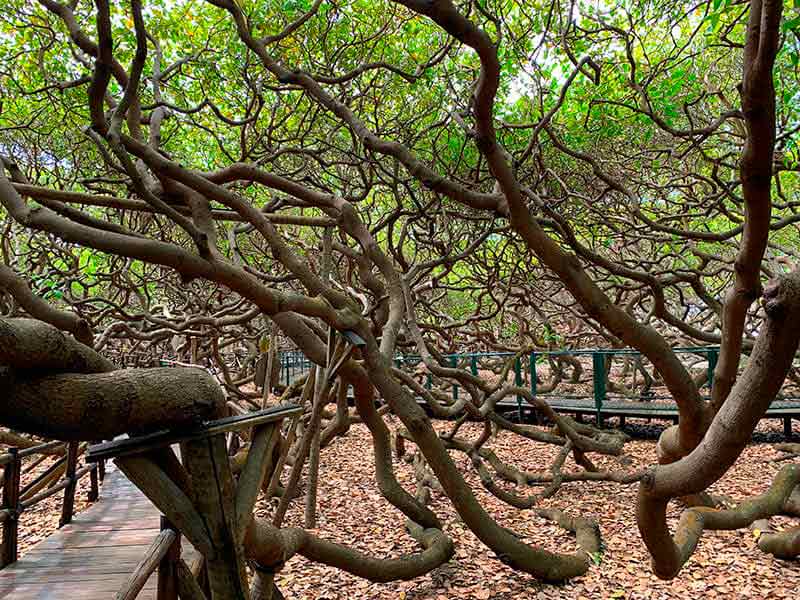 Um pedaço do Maior Cajueiro do Mundo, no Rio Grande do Norte