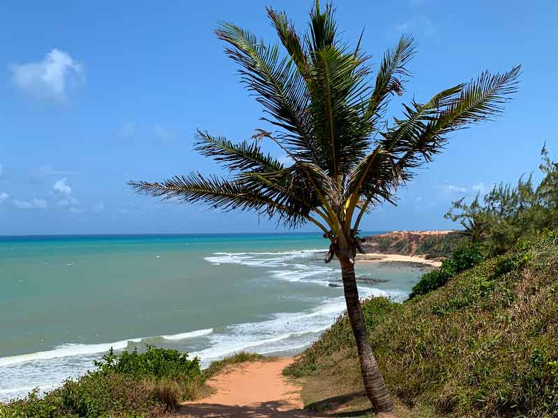 Vista de cima do mar da Praia do Amor com coqueiro em dia de céu azul