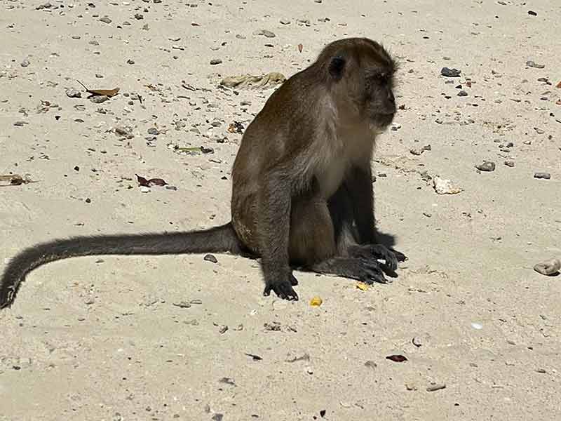 Macaco na areia de Monkey Beach, dica de o que fazer em Phi Phi