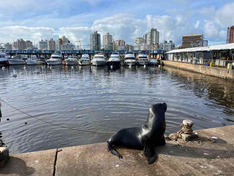 Lobo marinho no porto, uma das atrações de Punta del Este no inverno