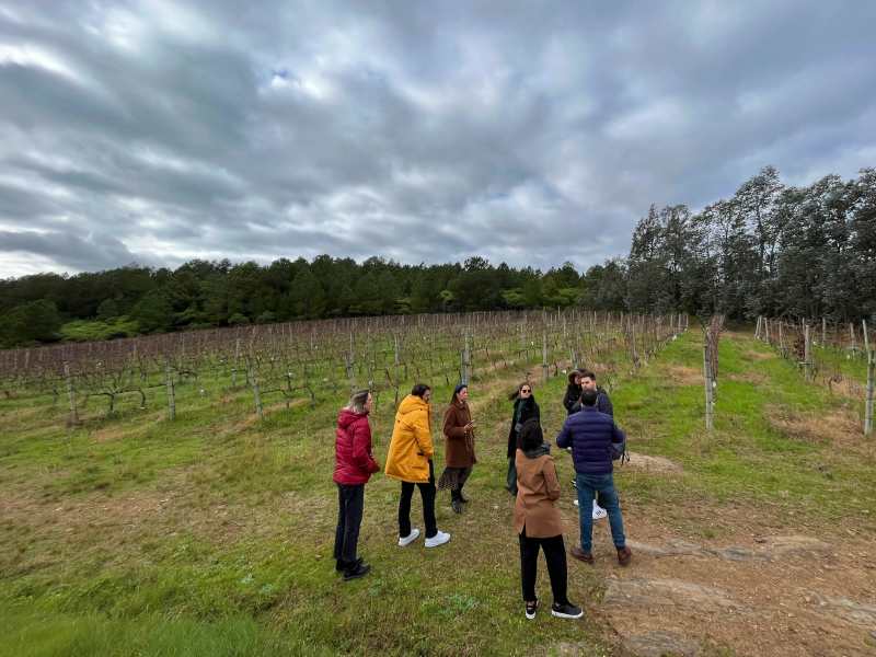 Visitantes no parreiral da Bodega Alto de La Ballena, no Uruguai