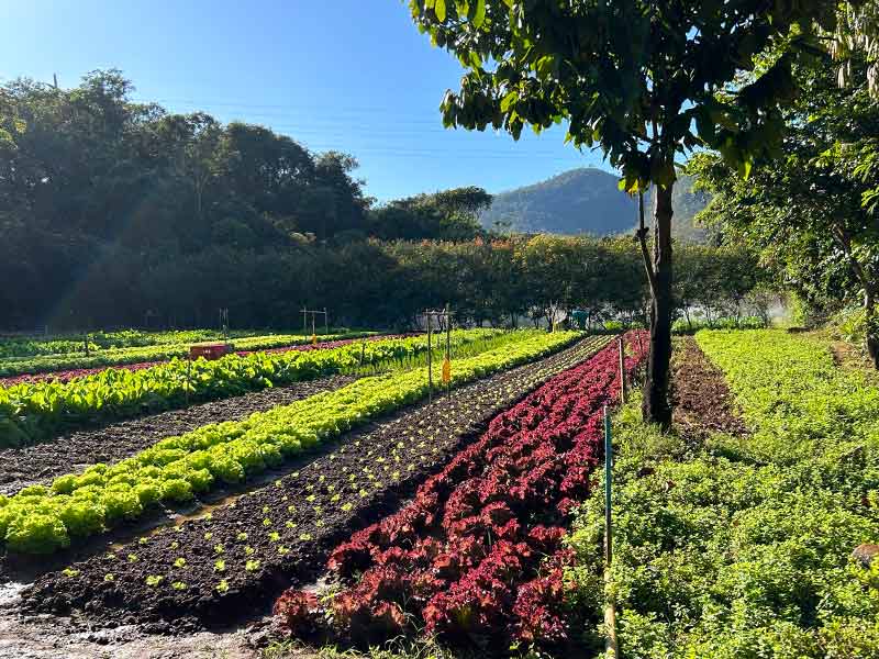 Horta do Rio Quente Resorts que abastece mais de 80% das hortaliças do complexo