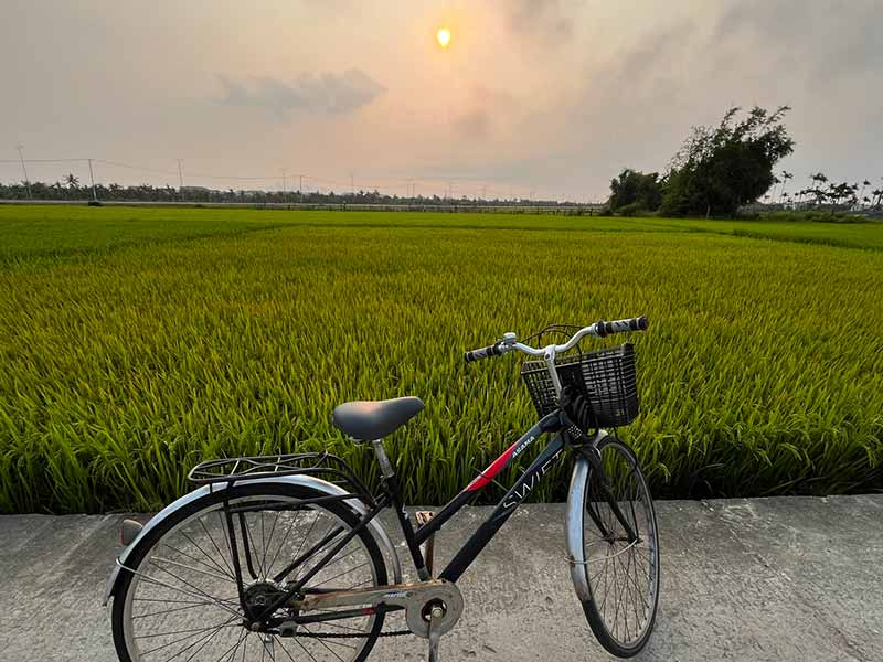 Bicicleta parada em frente à plantação de arroz durante o nascer do sol, dica de o que fazer em Hoi An, no Vientã