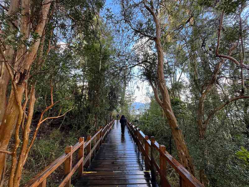 Mulher faz trilha entre árvores no Bosque de Arrayanes