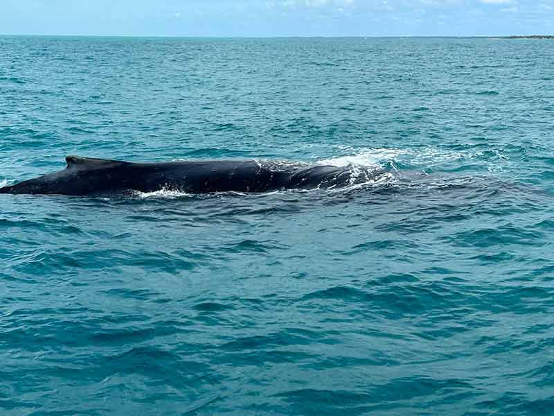 Baleia jubarte vista no mar do sul da Bahia