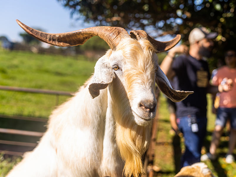 Cabrito com barba no Circuito Fazendinha em Hotel Fazenda em Brotas