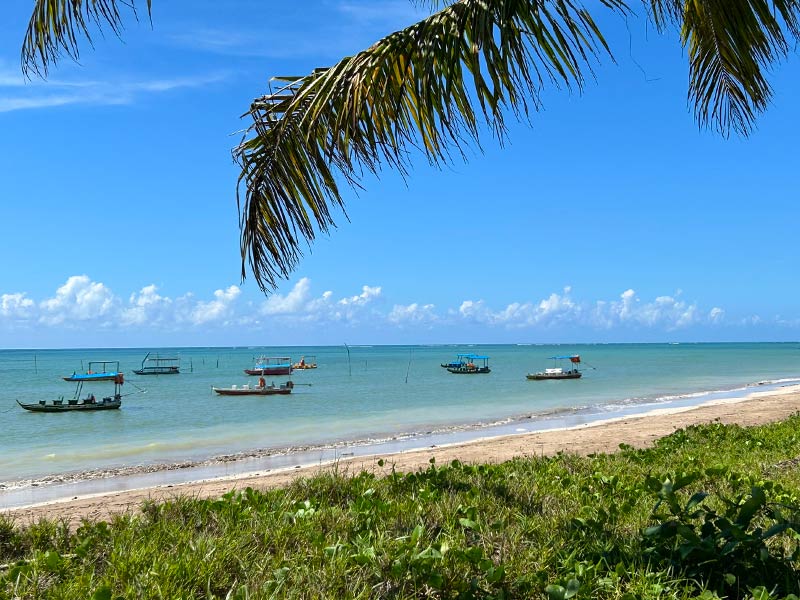 Coqueiro e jardim com mar cheio de barcos na Praia do Toque