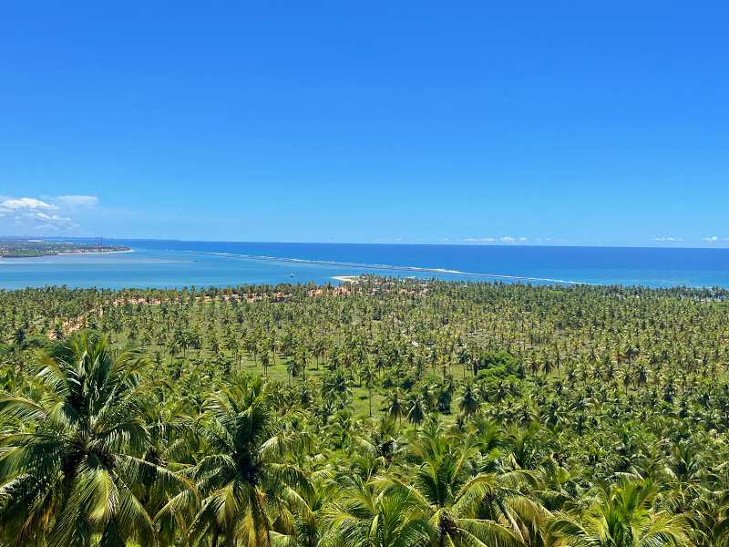 Coqueirais e o mar vistos a partir do Mirante do Gunga em Alagoas