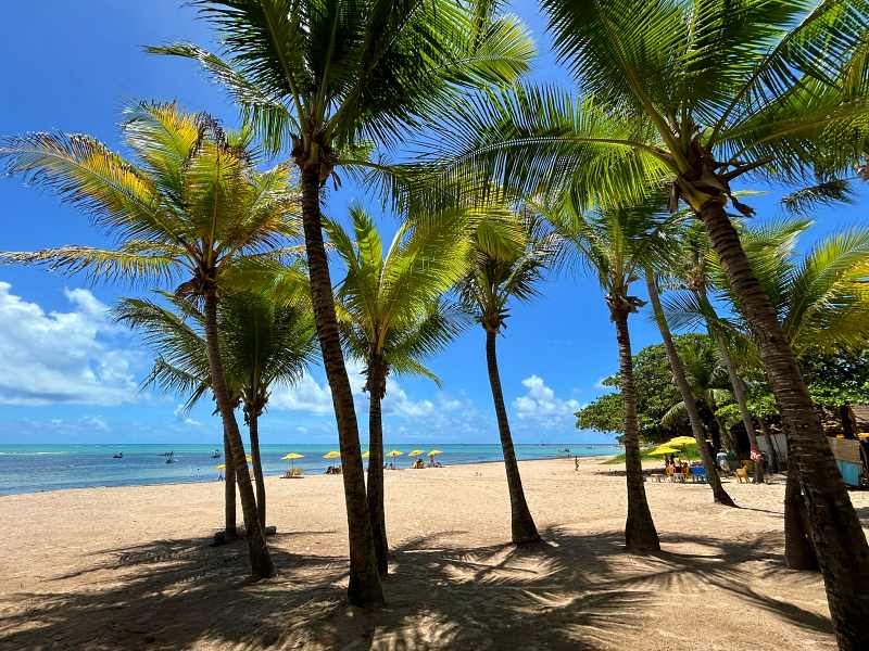 Coqueiros na Praia de Jatiúca, em Maceió