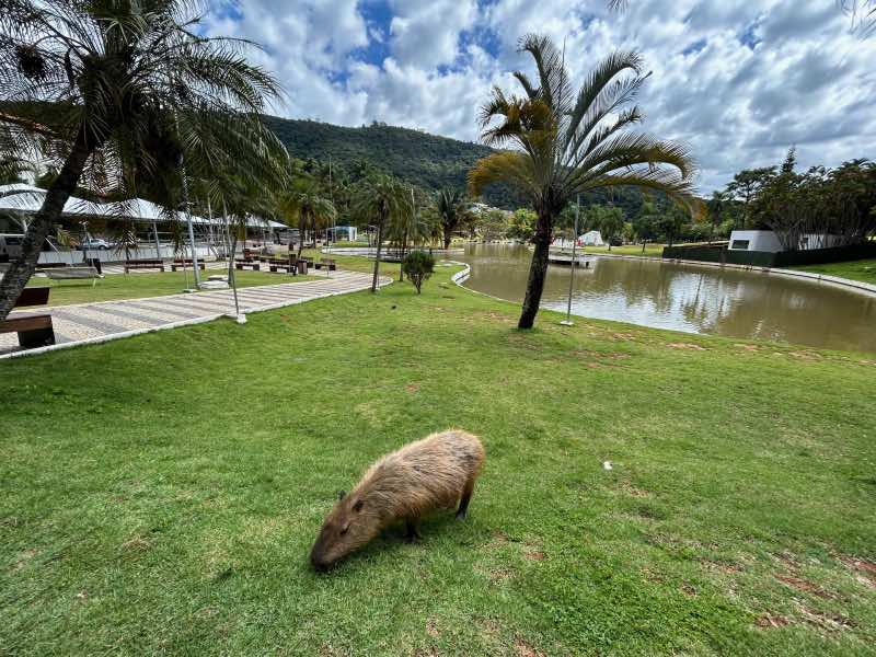 Capivara no gramado da Praça Adhemar de Barros, dica de o que fazer em Águas de Lindoia