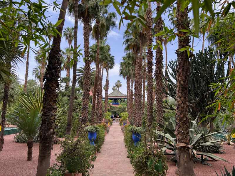 Árvores e plantas em caminho no Jardim Majorelle