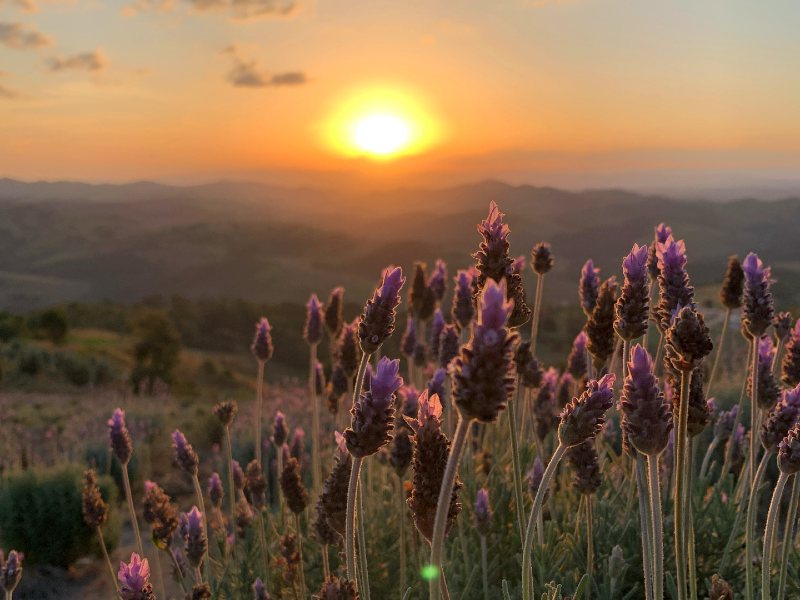 Pôr do sol entre as lavandas no Lavandário, dica de o que fazer em Cunha