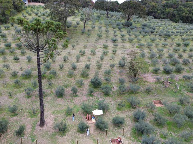 Oliveiras e araucária de O Olival, dica de o que fazer em Cunha
