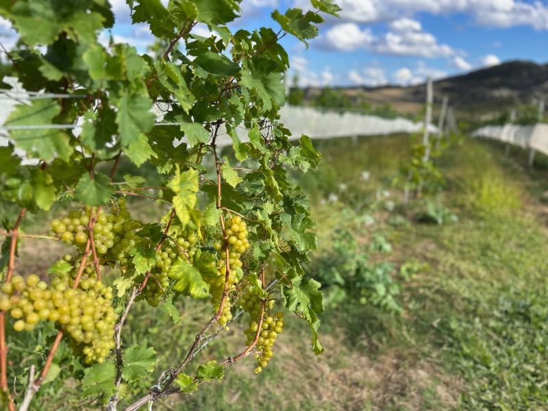 Uvas da vinícola Quinta da Matriculada
