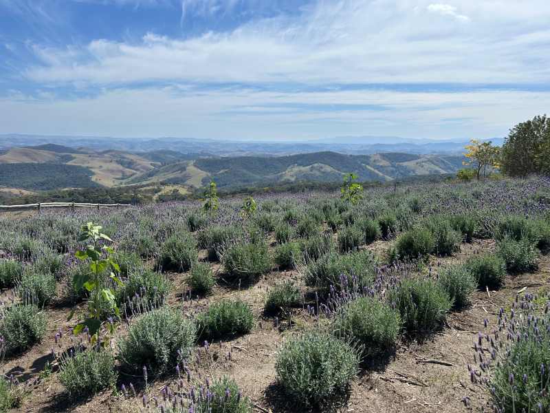 Plantação de lavandas no Lavandário de Cunha