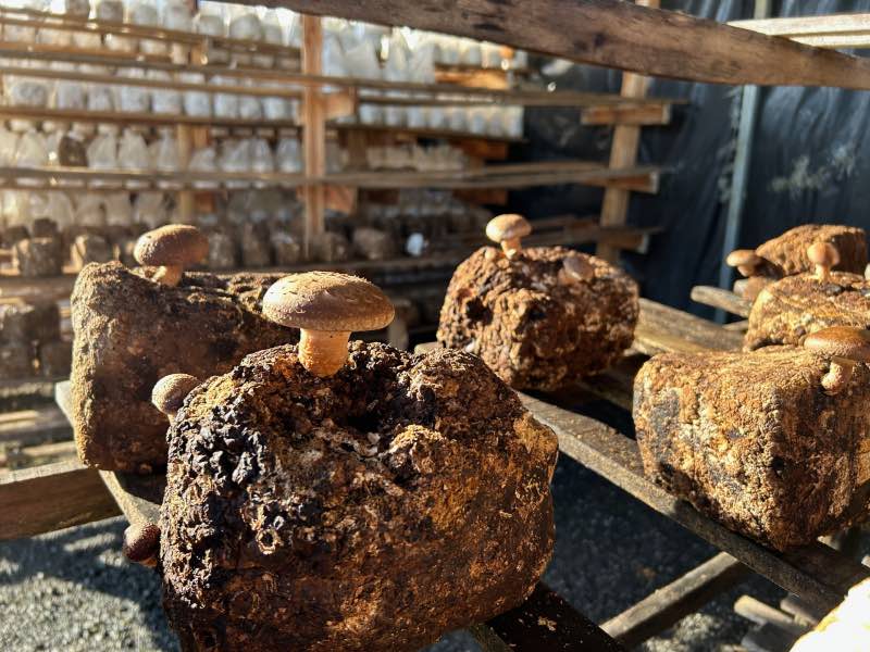 Cultivo de cogumelos da Suzana Shiitake