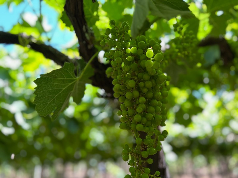 Vinhedos da Santa Júlia com uva em destaque