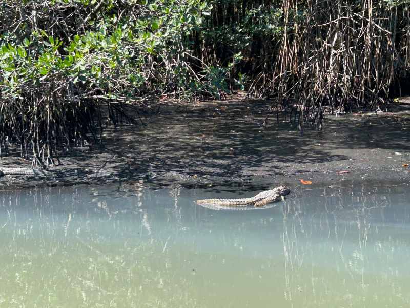 Jacaré na água durante passeio de barco, dica de o que fazer na Ilha da Gigóia